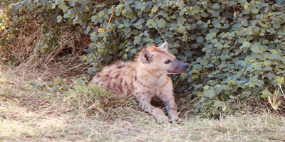 Arusha National Park Game Drive