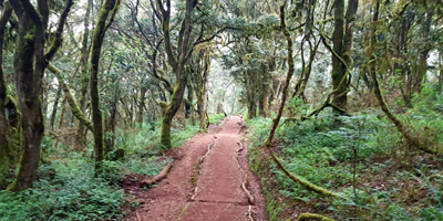 Arusha National Park Walking Safari