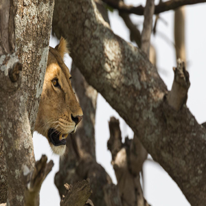 Lake Manyara National Park