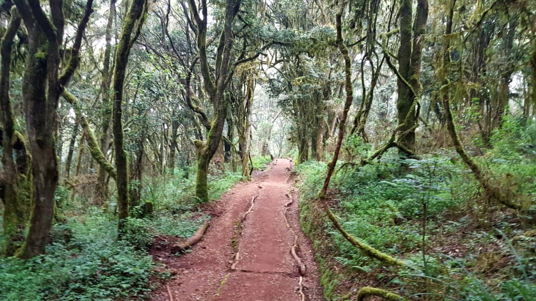 Marangu Route