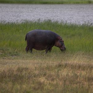 Ngorongoro Conservation Area