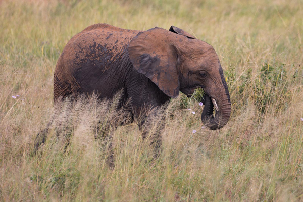 Tarangire National Park Elephants