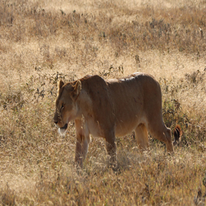 Tarangire National Park